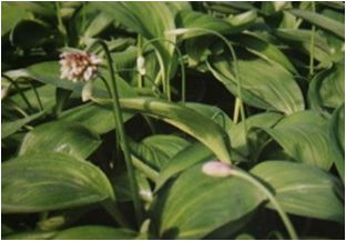 산마늘(백합과)